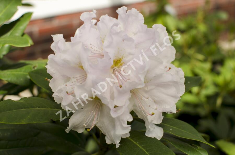 Pěnišník 'Eskimo' - Rhododendron 'Eskimo'