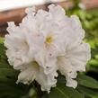 Pěnišník 'Eskimo' - Rhododendron 'Eskimo'