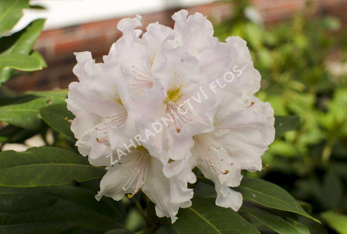 Pěnišník 'Eskimo' - Rhododendron 'Eskimo'
