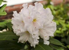 Pěnišník 'Eskimo' - Rhododendron 'Eskimo'
