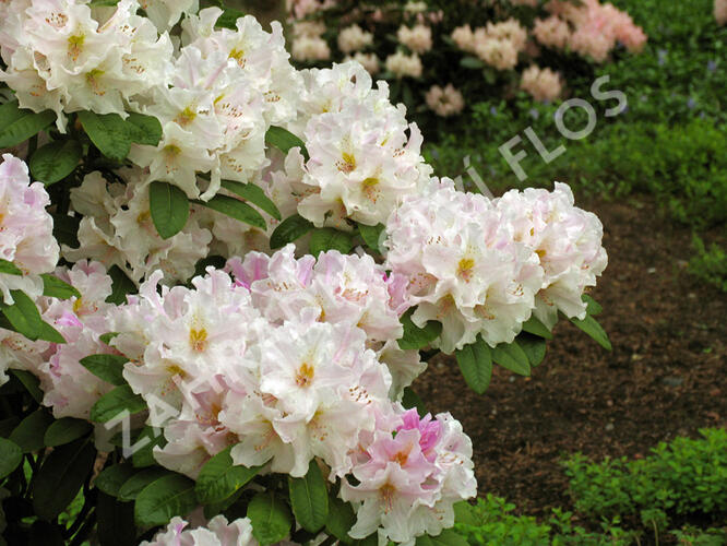 Pěnišník 'Eskimo' - Rhododendron 'Eskimo'