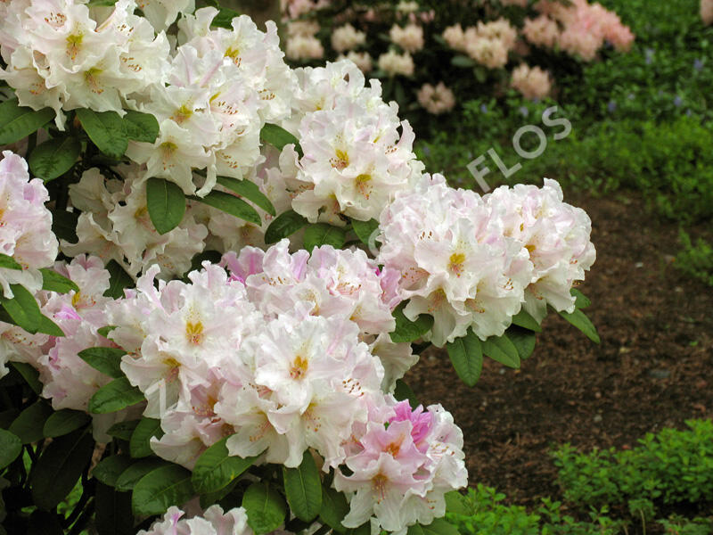 Pěnišník 'Eskimo' - Rhododendron 'Eskimo'