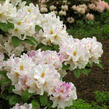 Pěnišník 'Eskimo' - Rhododendron 'Eskimo'