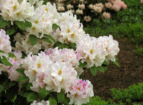 Pěnišník 'Eskimo' - Rhododendron 'Eskimo'