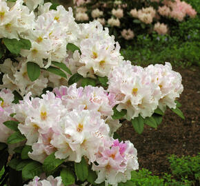 Pěnišník 'Eskimo' - Rhododendron 'Eskimo'