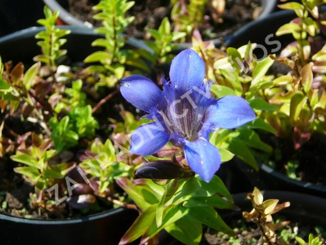 Hořec sedmiklaný - Gentiana septemfida var. lagodechiana