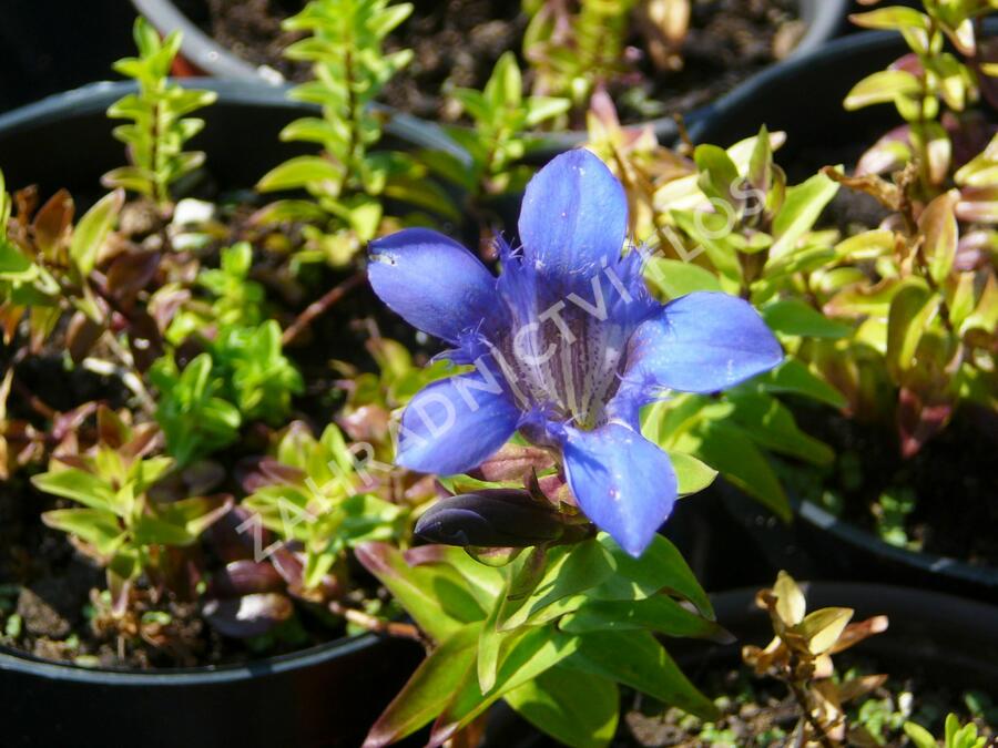 Hořec sedmiklaný - Gentiana septemfida var. lagodechiana