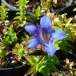 Hořec sedmiklaný - Gentiana septemfida var. lagodechiana