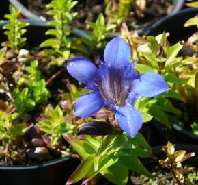 Hořec sedmiklaný - Gentiana septemfida var. lagodechiana