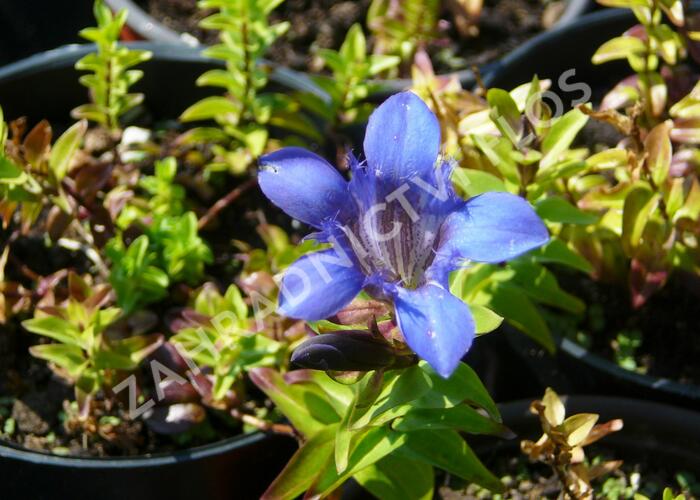 Hořec sedmiklaný - Gentiana septemfida var. lagodechiana