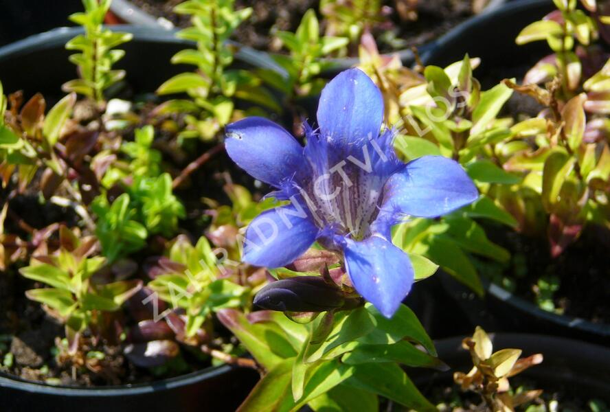 Hořec sedmiklaný - Gentiana septemfida var. lagodechiana