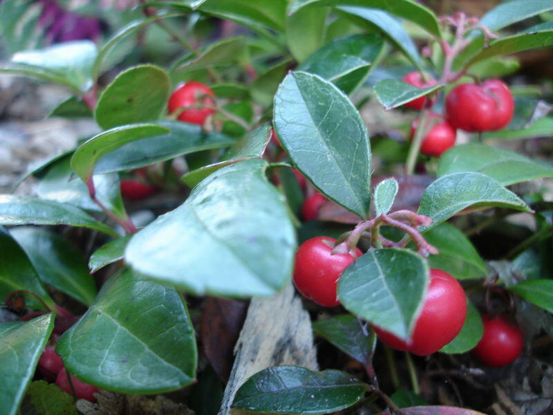 Libavka polehlá - Gaultheria procumbens