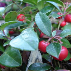 Libavka polehlá - Gaultheria procumbens