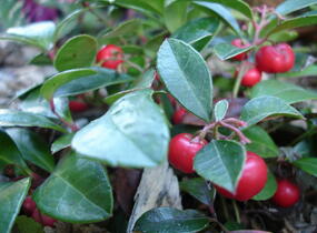 Libavka polehlá - Gaultheria procumbens