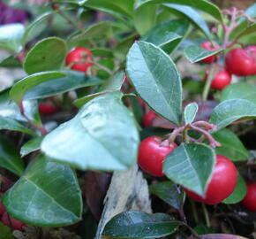 Libavka polehlá - Gaultheria procumbens