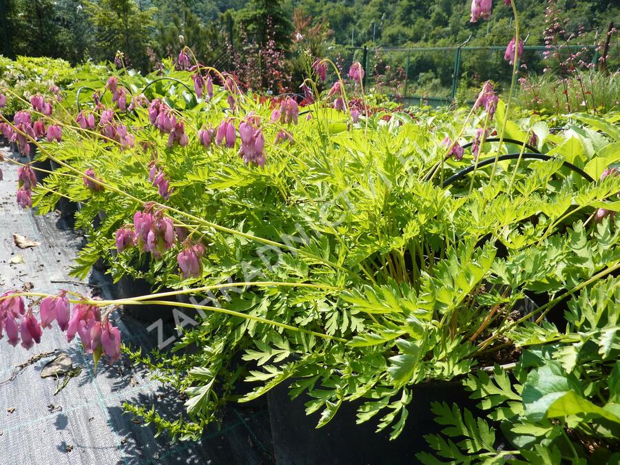 Srdcovka nízká 'Paramount' - Dicentra formosa 'Paramount'
