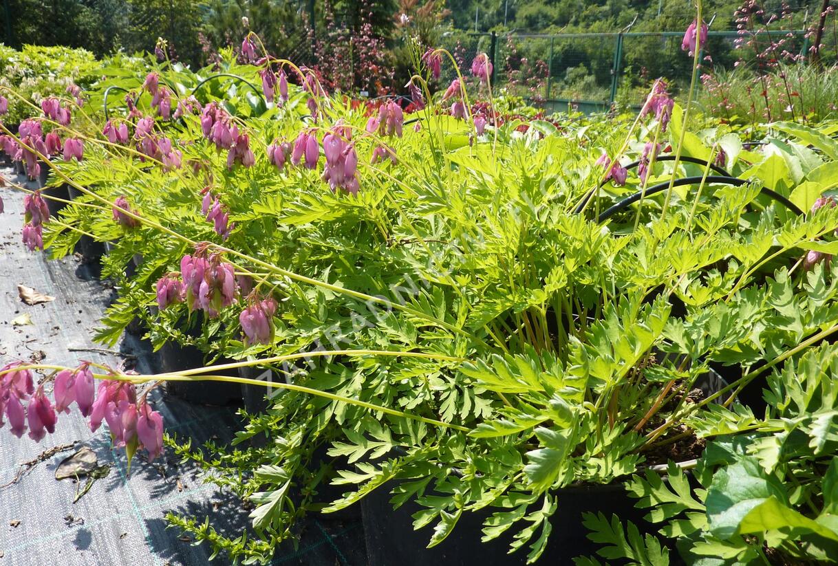 Srdcovka nízká 'Paramount' - Dicentra formosa 'Paramount'