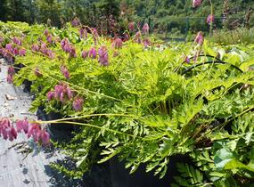 Srdcovka nízká 'Paramount' - Dicentra formosa 'Paramount'