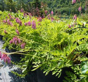 Srdcovka nízká 'Paramount' - Dicentra formosa 'Paramount'