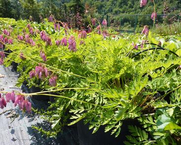 Srdcovka nízká 'Paramount'