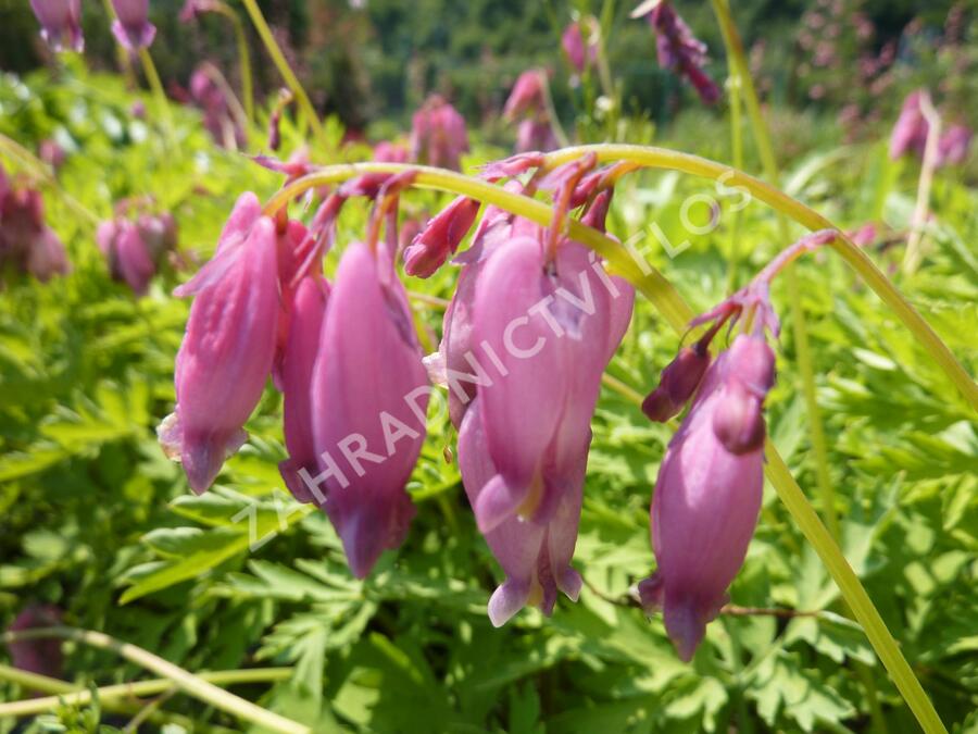 Srdcovka nízká 'Paramount' - Dicentra formosa 'Paramount'
