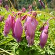 Srdcovka nízká 'Paramount' - Dicentra formosa 'Paramount'