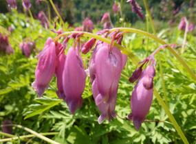 Srdcovka nízká 'Paramount' - Dicentra formosa 'Paramount'