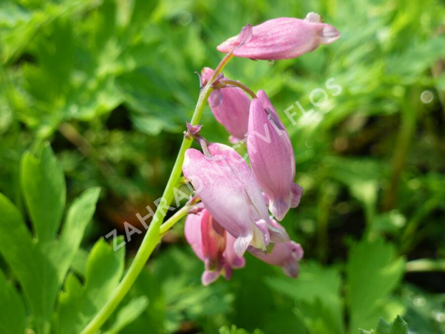 Srdcovka nízká 'Paramount' - Dicentra formosa 'Paramount'