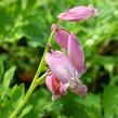 Srdcovka nízká 'Paramount' - Dicentra formosa 'Paramount'