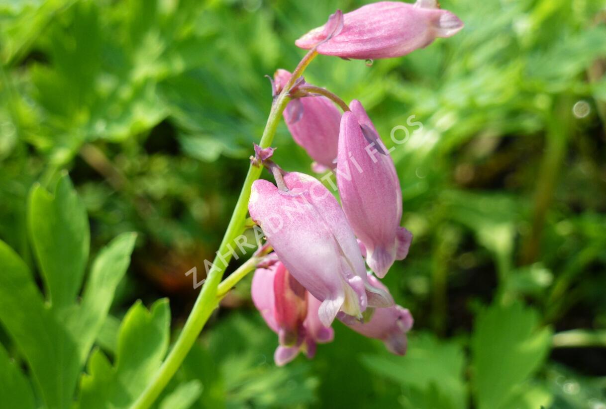 Srdcovka nízká 'Paramount' - Dicentra formosa 'Paramount'