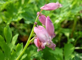 Srdcovka nízká 'Paramount' - Dicentra formosa 'Paramount'