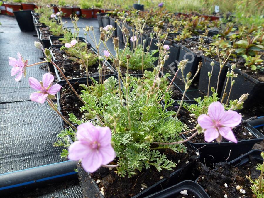 Pumpava 'Country Park' - Erodium variabile 'Country Park'