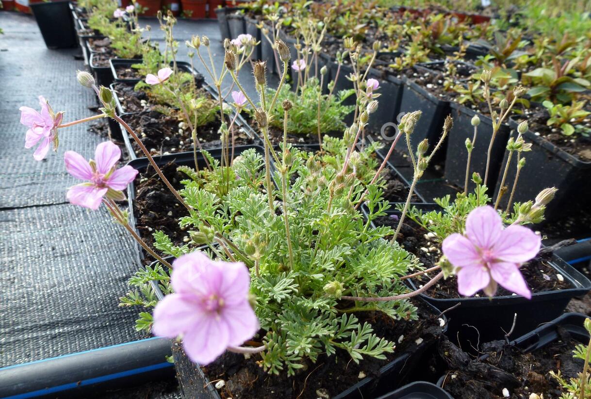 Pumpava 'Country Park' - Erodium variabile 'Country Park'