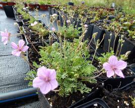 Pumpava 'Country Park'