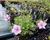 Pumpava 'Country Park'
