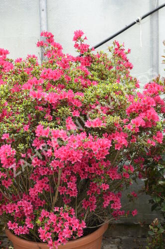 Azalka japonská - Azalea japonica