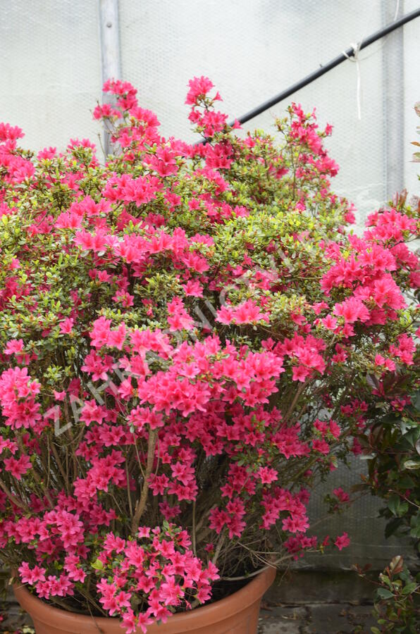 Azalka japonská - Azalea japonica