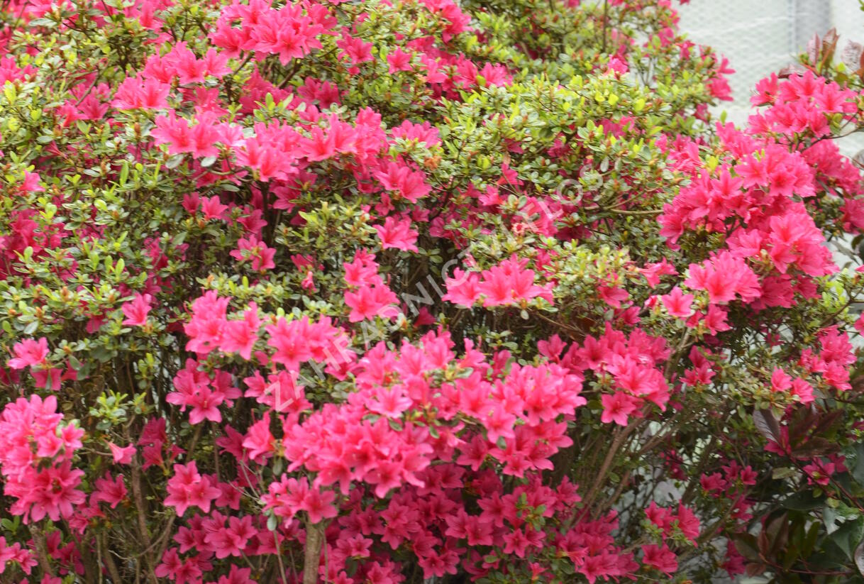 Azalka japonská - Azalea japonica