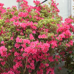 Azalka japonská - Azalea japonica