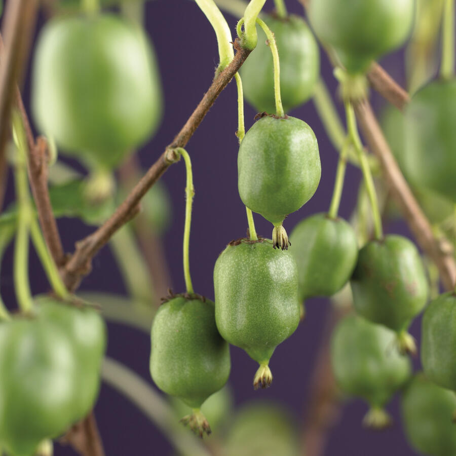 Aktinidie význačná, kiwi - samosprašná 'Issai' - Actinidia arguta 'Issai'