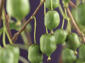 Aktinidie význačná, kiwi - samosprašná 'Issai' - Actinidia arguta 'Issai'