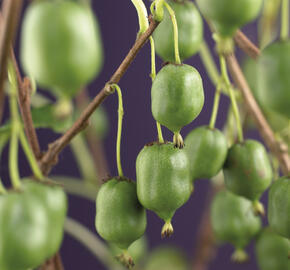 Aktinidie význačná, kiwi - samosprašná 'Issai' - Actinidia arguta 'Issai'