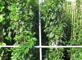 Aktinidie význačná, kiwi - samosprašná 'Issai' - Actinidia arguta 'Issai'