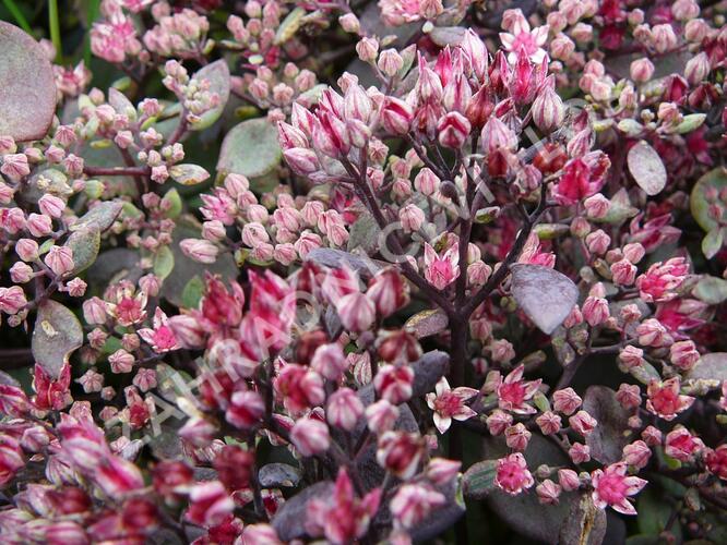 Rozchodník nachový 'Vera Jameson' - Sedum telephium 'Vera Jameson'