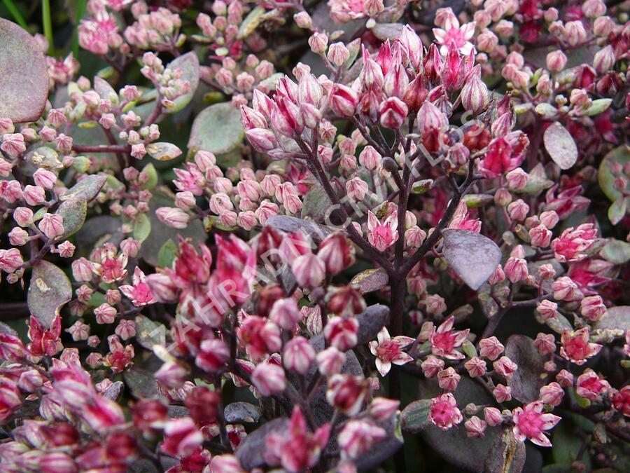 Rozchodník nachový 'Vera Jameson' - Sedum telephium 'Vera Jameson'