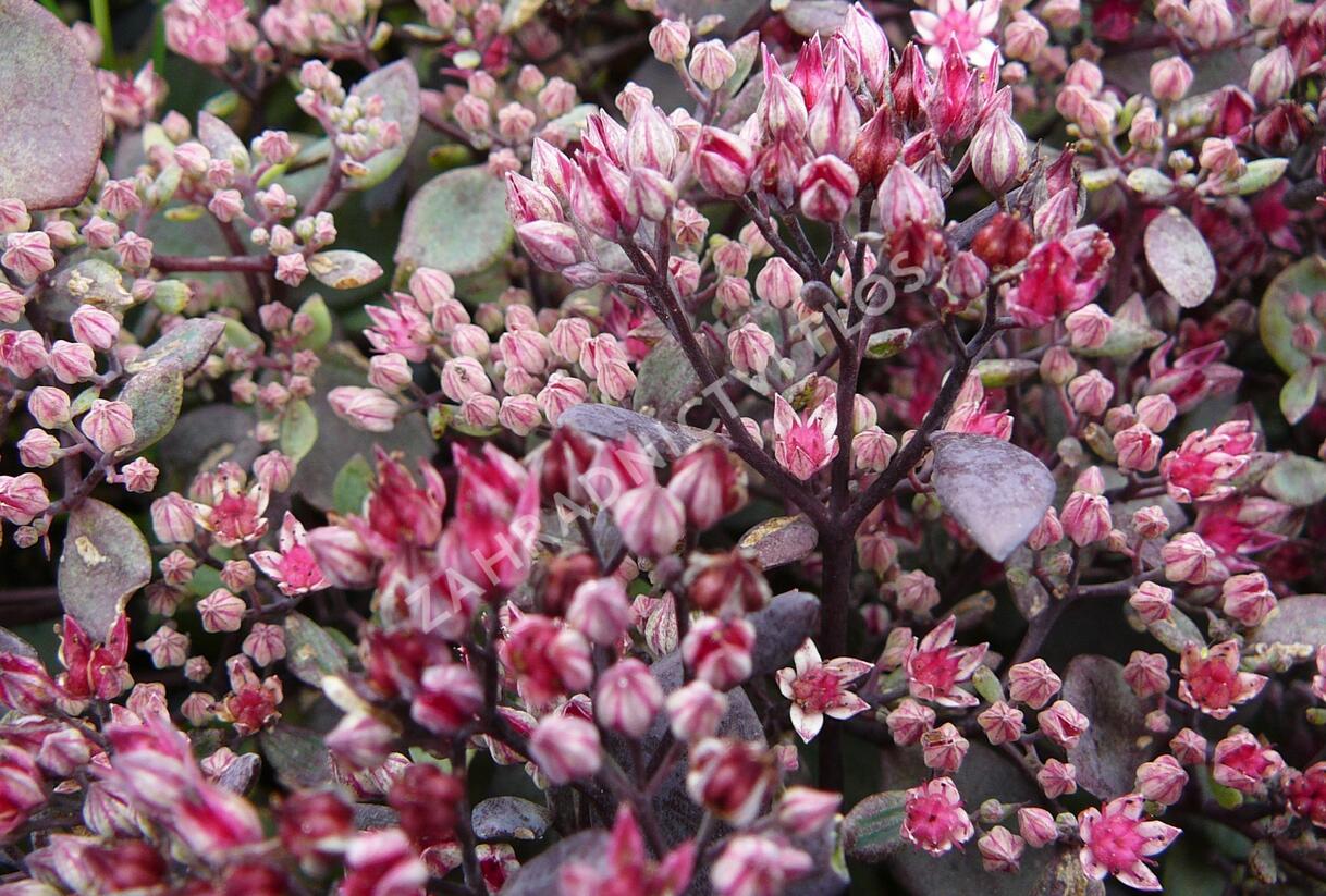 Rozchodník nachový 'Vera Jameson' - Sedum telephium 'Vera Jameson'