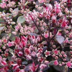 Rozchodník nachový 'Vera Jameson' - Sedum telephium 'Vera Jameson'