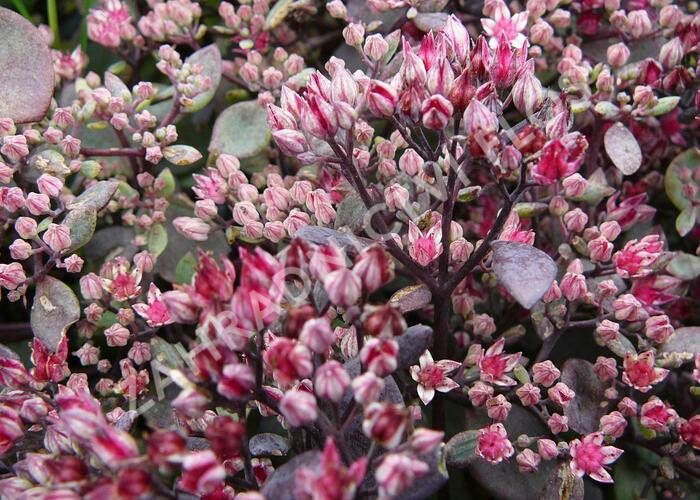 Rozchodník nachový 'Vera Jameson' - Sedum telephium 'Vera Jameson'