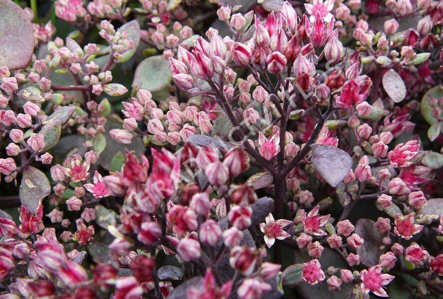 Rozchodník nachový 'Vera Jameson' - Sedum telephium 'Vera Jameson'