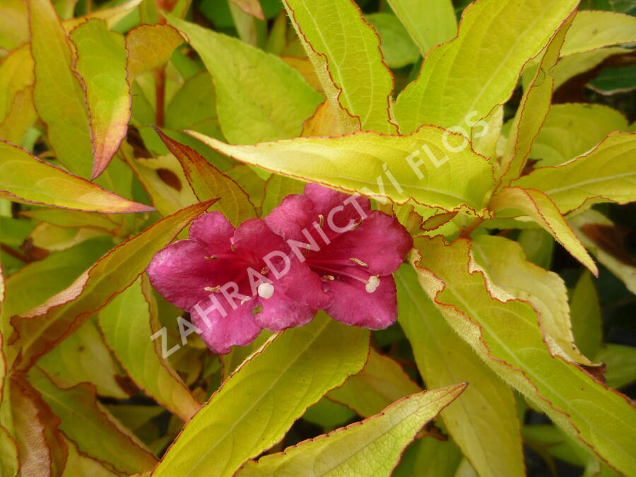 Vajgélie květnatá 'Briant Rubidor' - Weigela florida 'Briant Rubidor'